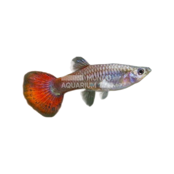 Poecillia Reticulata Red Fire Dumbo (Guppy hembra Dumbo fuego rojo)