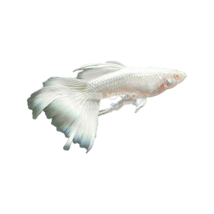 Poecillia Reticulata White Platinum Dumbo (Guppy Dumbo blanco platino)