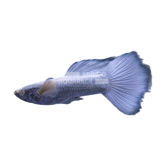 Poecillia Reticulata White Platinum Dumbo (Guppy hembra Dumbo blanco platino)