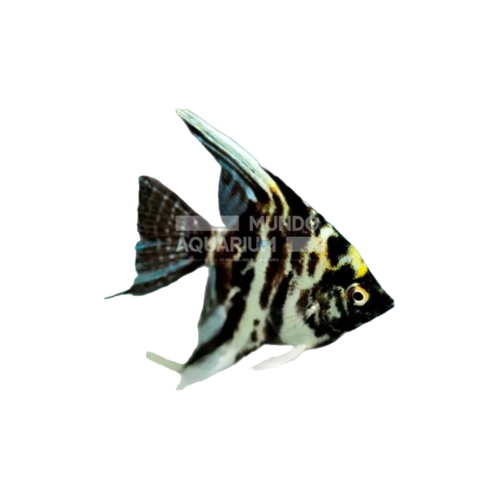 Pterophyllum Scalare (Escalar Mármol Dorado)