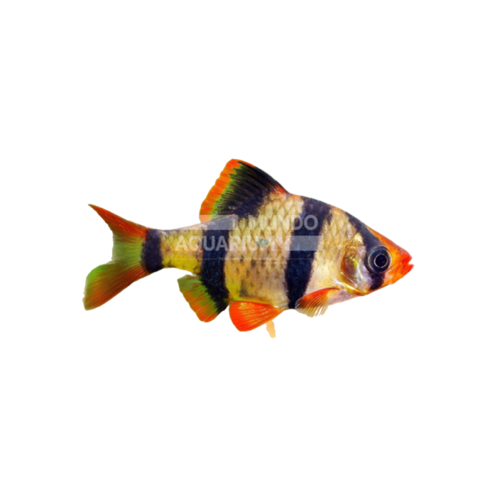 Puntius Tetrazona (Barbo Tigre)