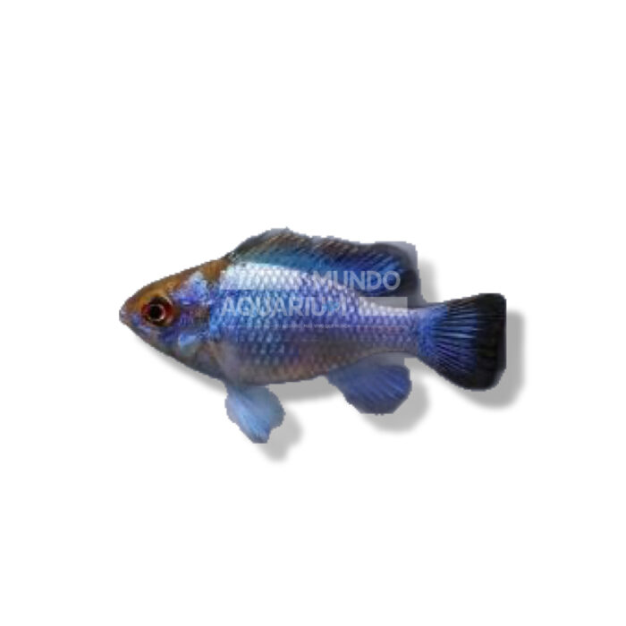 RAMIREZI AZUL ELÉCTRICO