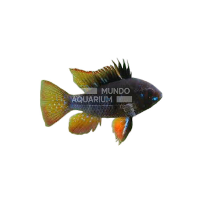 RAMIREZI NEGRO AZABACHE