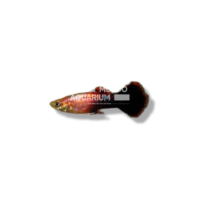 GUPPY MACHO ROSA METÁLICO 3,5/4CM