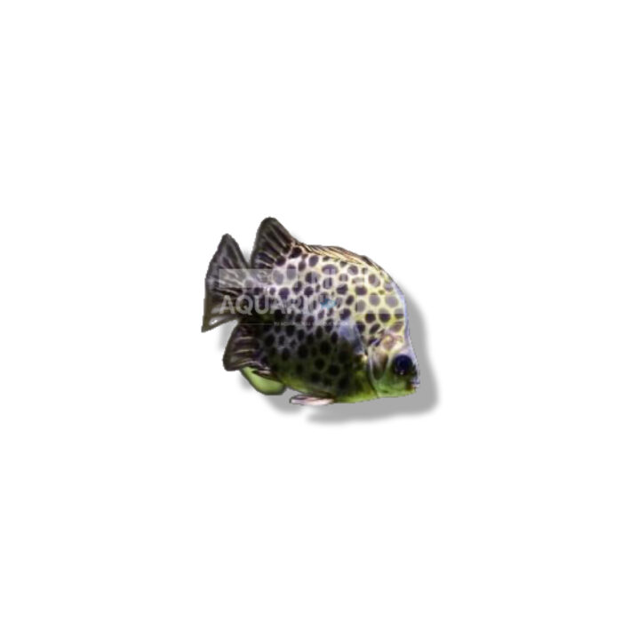 SCATOPHAGUS ARGUS.jpeg