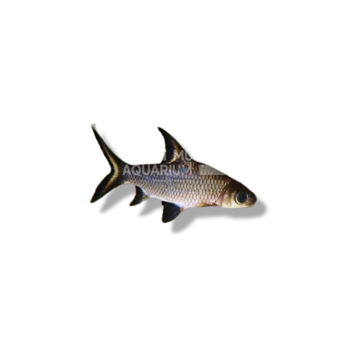 TIBURON BALA