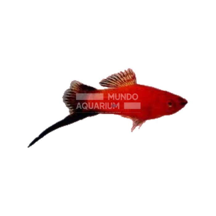 XIPHO ROJO WAG