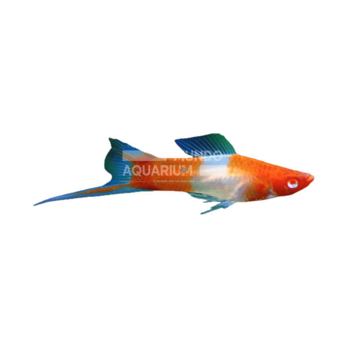 Xiphophorous Hellari (Xipho Koi Highfin Lyretails)