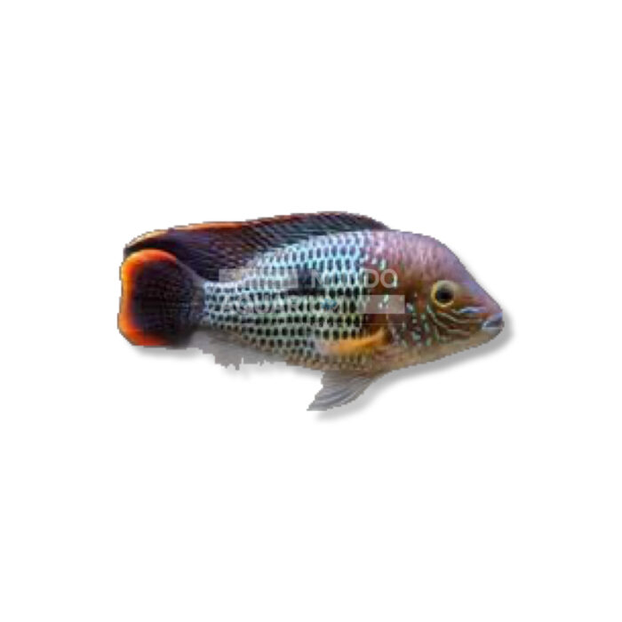 AEQUIDENS RIVULATUS (4-5 CM)