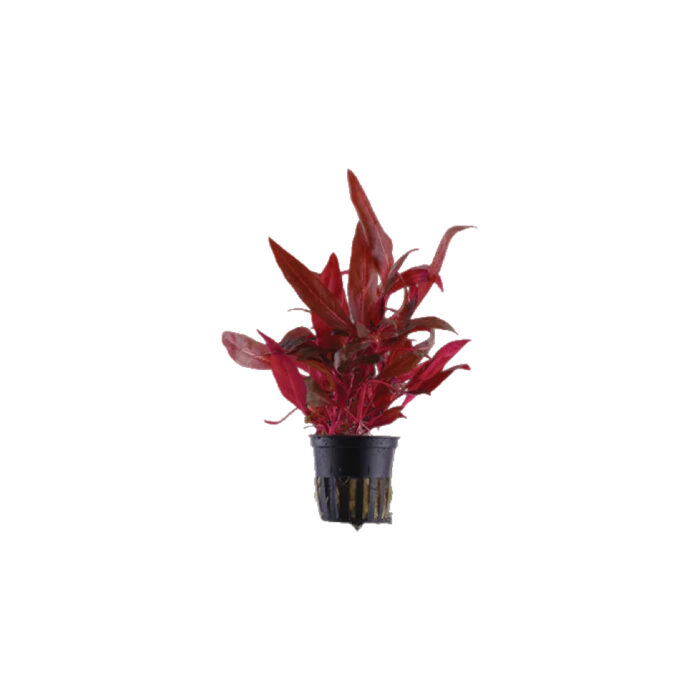 ALTERNANTHERA REINECKII PINK