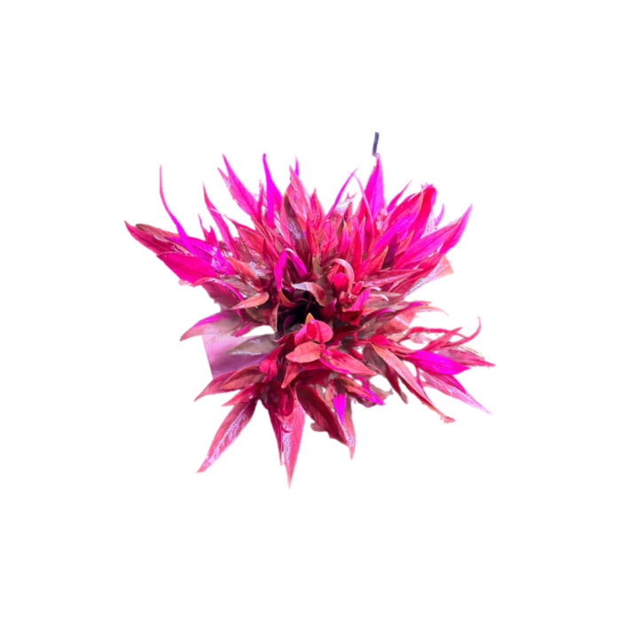ALTERNANTHERA REINECKII PURPLE