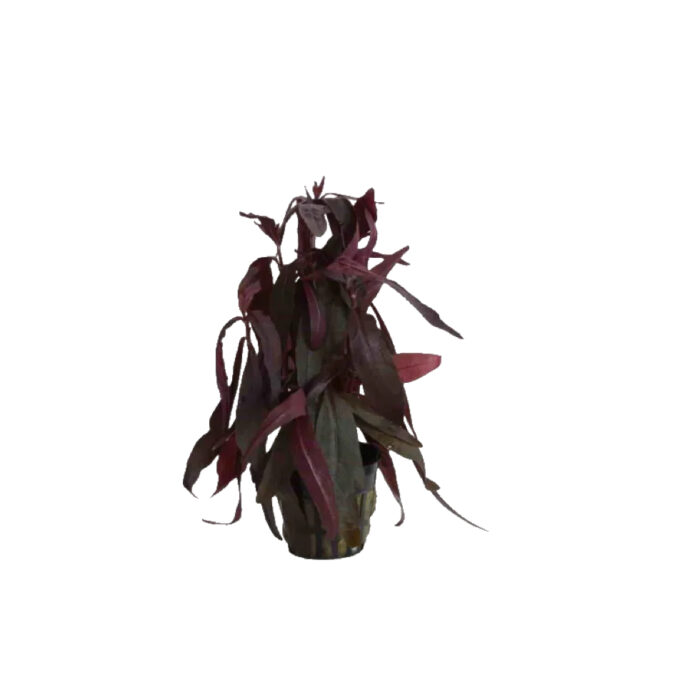 ALTERNANTHERA SESSILIS