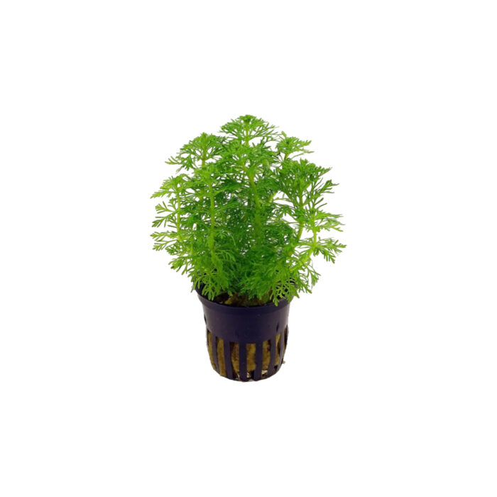 AMBULIA SESSILIFLORA PEQUEÑA