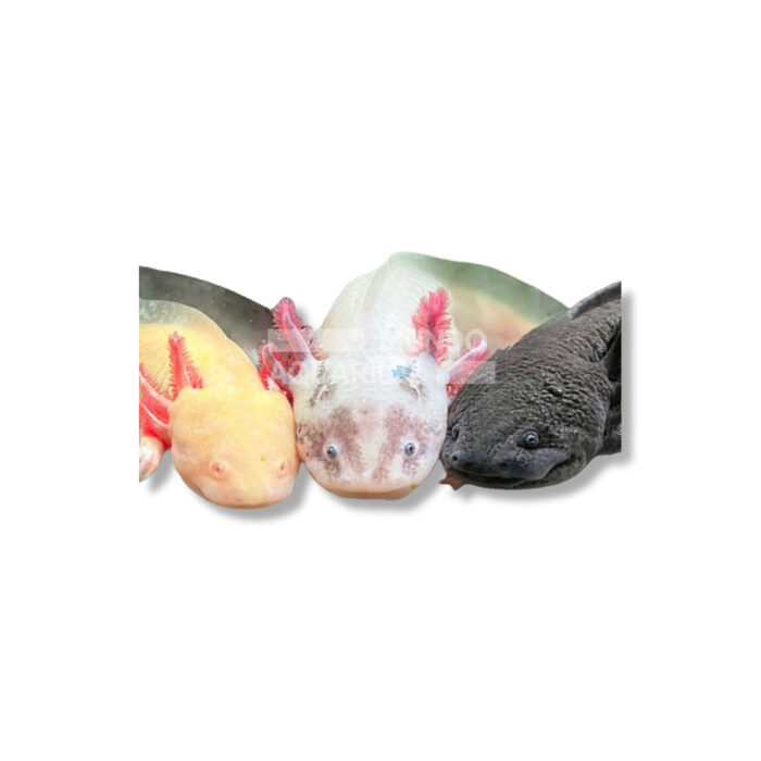 AMBYSTOMA MEXICANUM (MIX COLOR 5-7 CM)