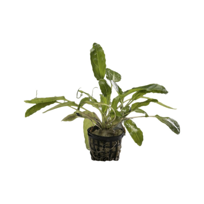 AMORATIA (SIMILAR CRYPTOCORYNE)