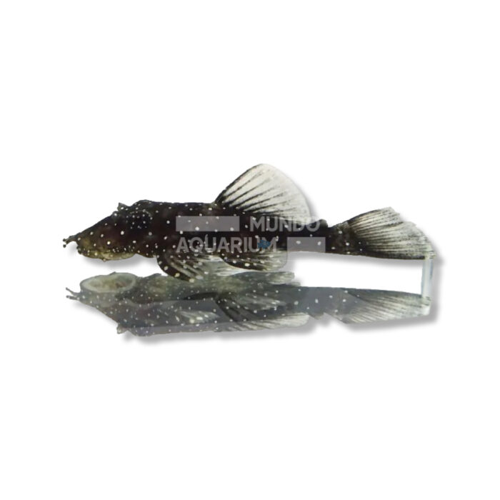 ANCISTRUS L181 (3-3,5 CM)