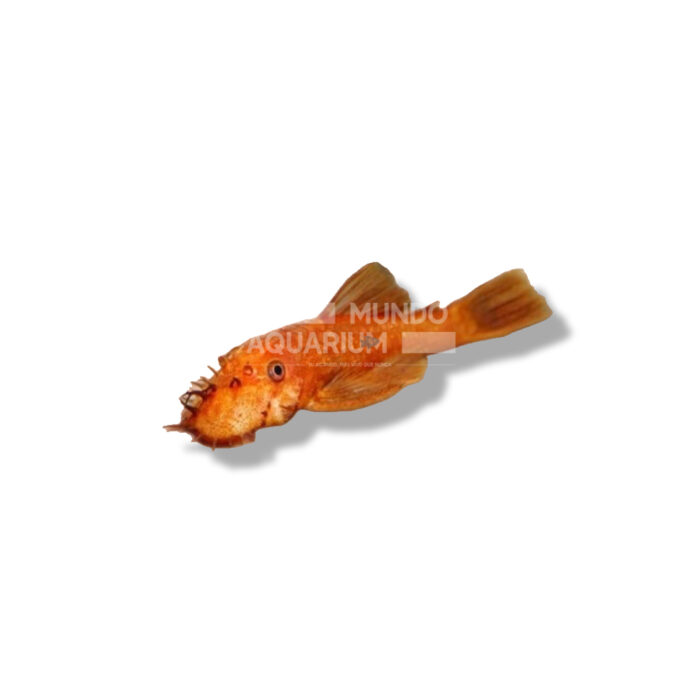 ANCISTRUS S-P SUPER RED