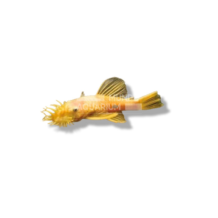 ANCISTRUS SP  GOLD 3-4 CM
