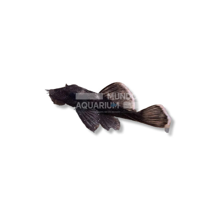 ANCISTRUS SP. (NEGRO 2,5-3 CM)