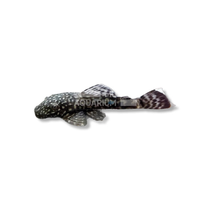 ANCISTRUS SP. (NEGRO 3-4 CM)