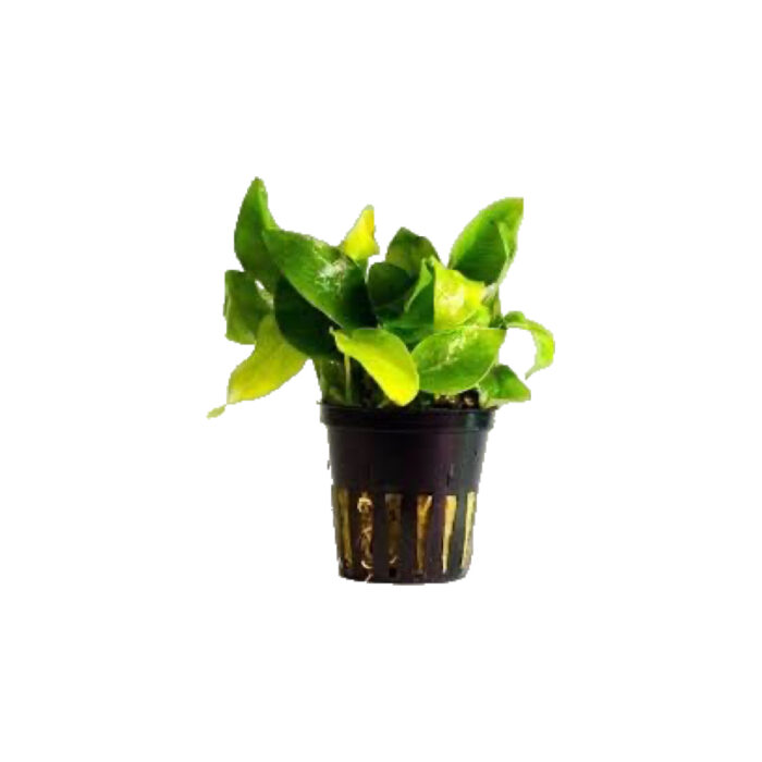 ANUBIA GOLD (AMARILLA)