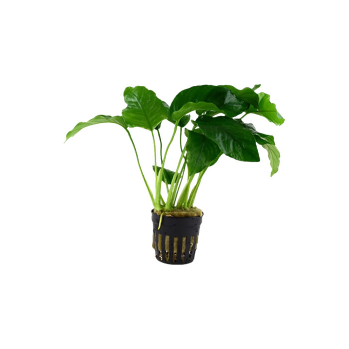 ANUBIAS BARTERI