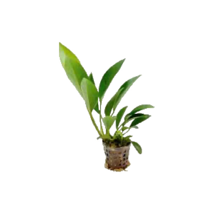 ANUBIAS CONGENSIS