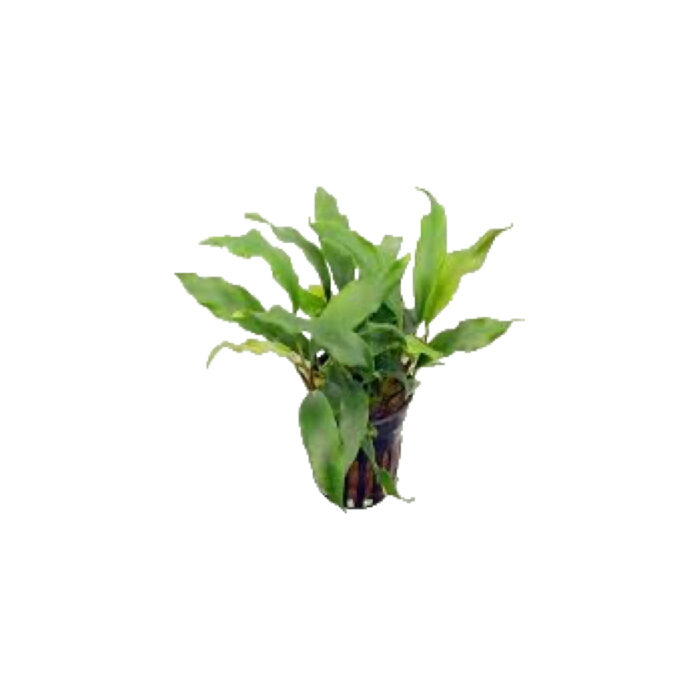ANUBIAS MINIMA (GRABLA)
