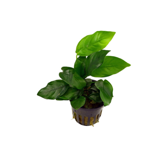 ANUBIAS NANA