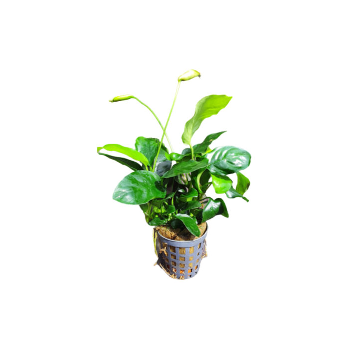 ANUBIAS NANA BIG