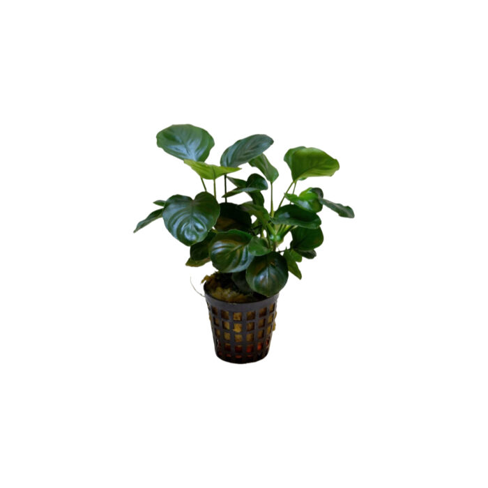 ANUBIAS NANA COIN (HOJA REDONDA)