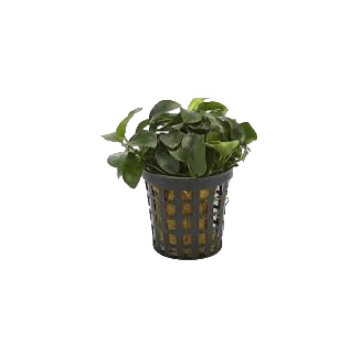 ANUBIAS NANA MINI
