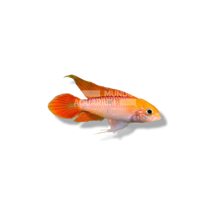 APISTOGRAMMA AGASSIZII FIRE RED MADAGASCARIENSIS