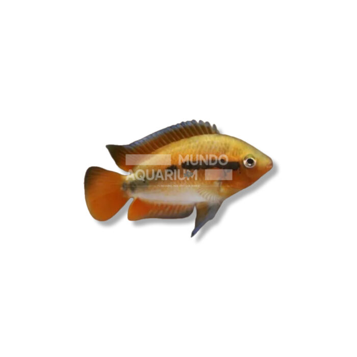 ARCHOCENTRUS MULTISPINOSUS (5 CM)