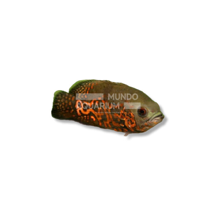 ASTRONOTUS OCELLATUS (LEOPARD ROJO 9-11 CM)