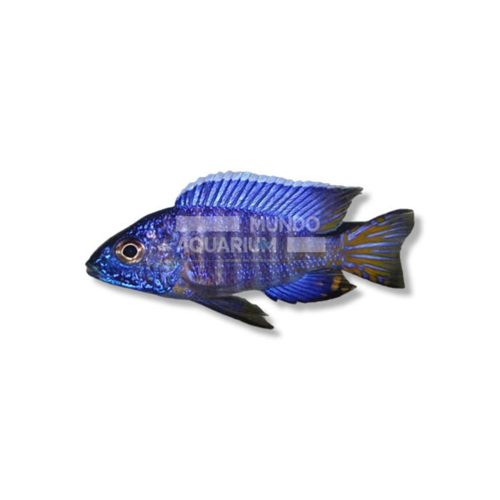 AULONOCARA CHILUMBA (6-7 CM)