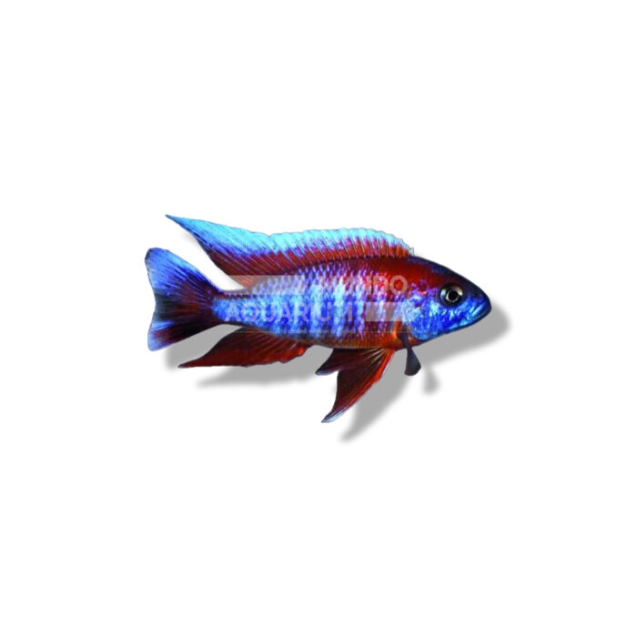 AULONOCARA EUREKA RED