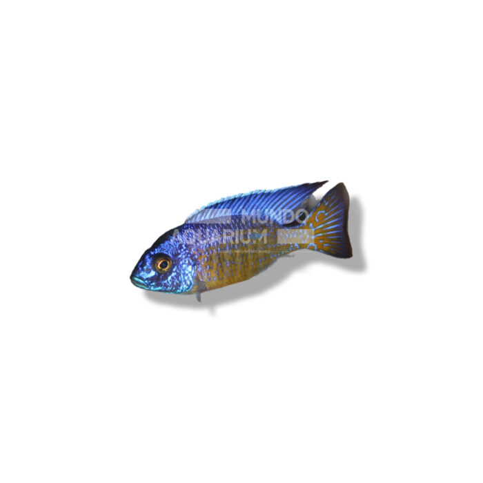AULONOCARA NGARA