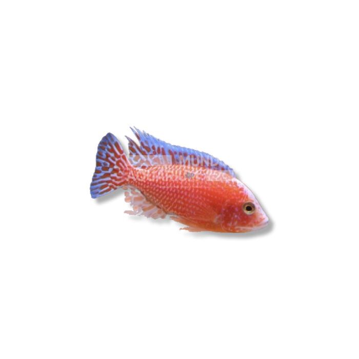 AULONOCARA STRAWBERRY (SUPER COLOR XL)