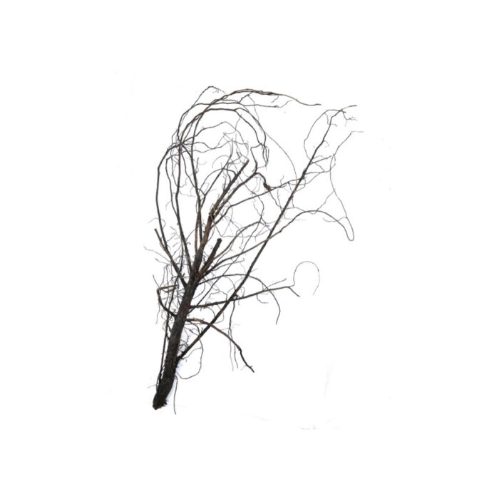 AKAR ROOT