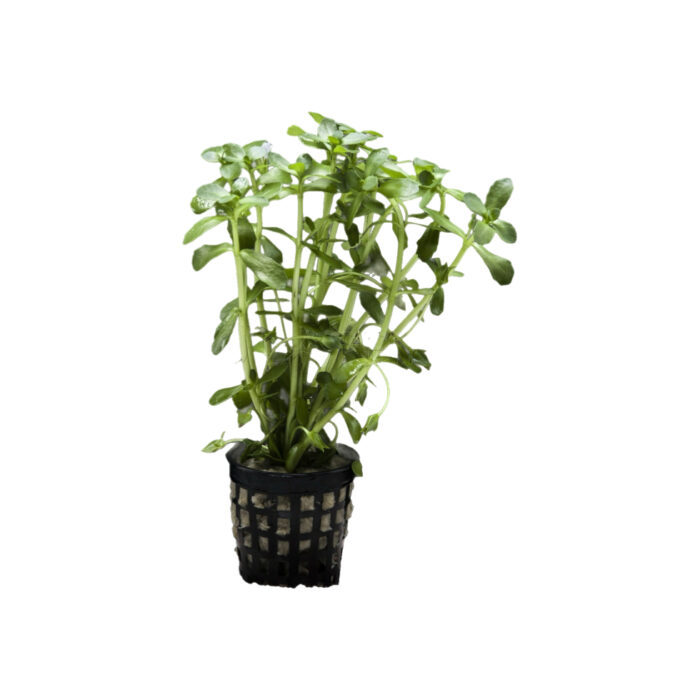 BACOPA CRENATA
