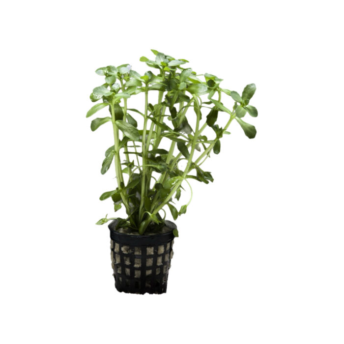 BACOPA CRENATA XL