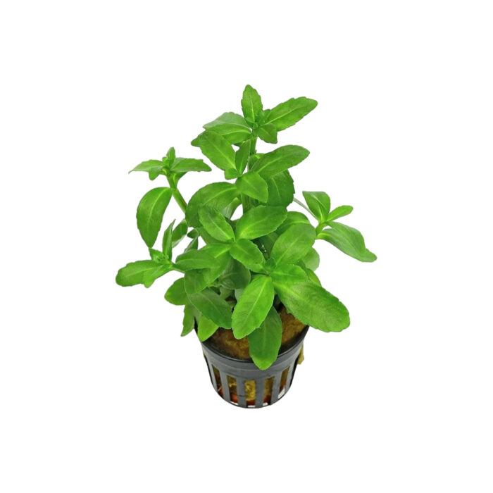 BACOPA MADAGASCARIENSIS
