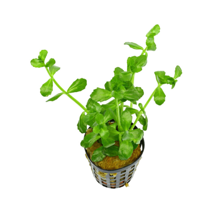BACOPA MONNIERII XL