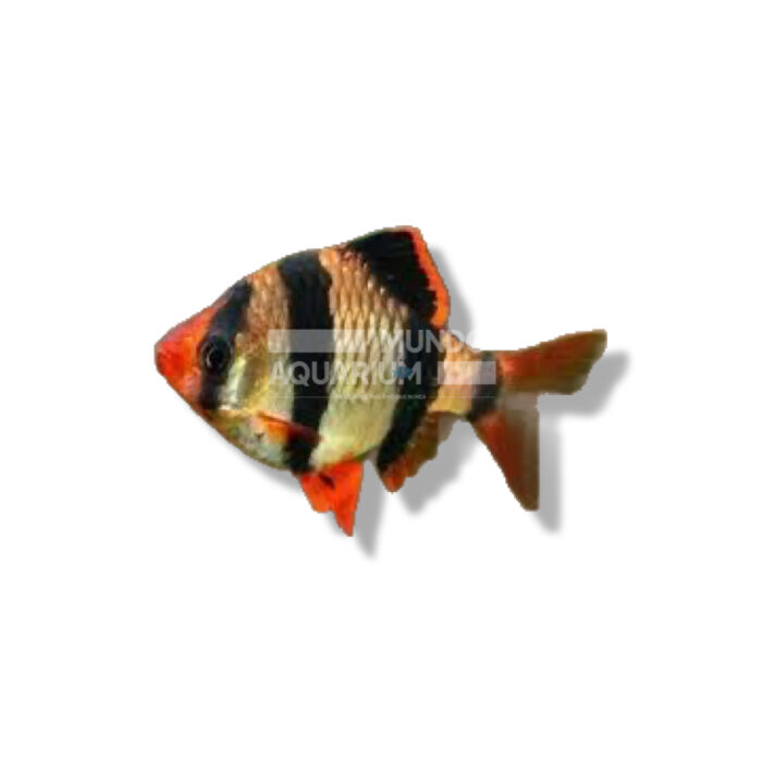 BARBO SUMATRANO TIGRE