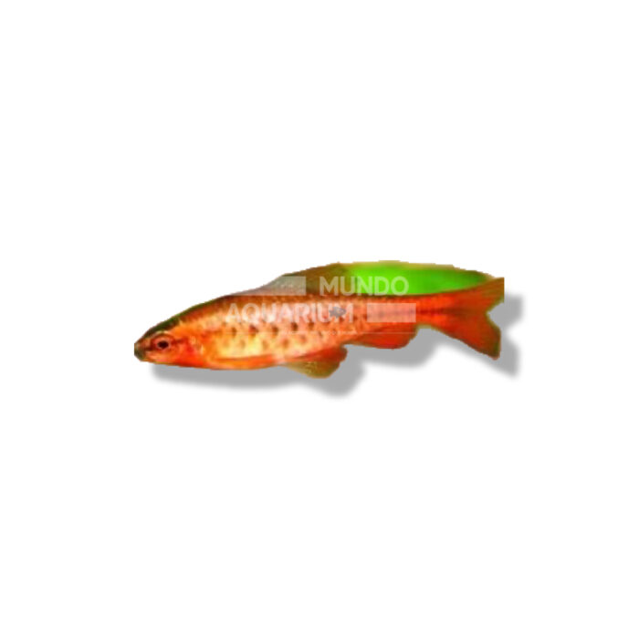 BARBUS TITTEYA (BARBO CEREZA)  2-3 CM