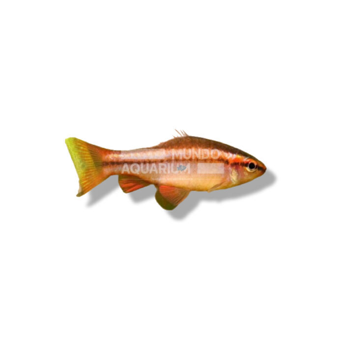 BARBUS TITTEYA (BARBO CEREZA)