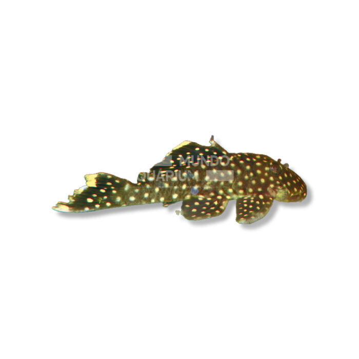 BARYANCISTRUS SP. L177 (5 CM)