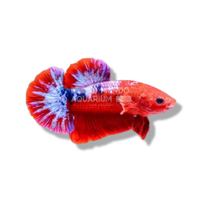 BETTA HELLBOY