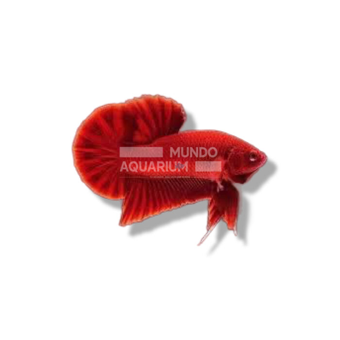 BETTA ROJO FUEGO PLAKAT